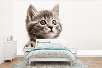 Behang - Fotobehang Poes - Grijs - Dieren - Breedte 350 cm x hoogte 260 cm