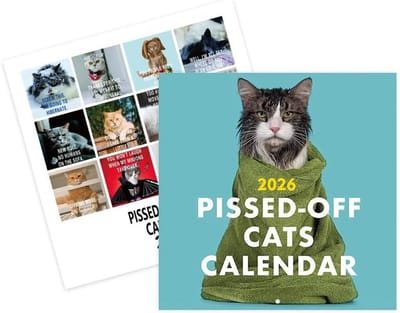 Kattenkalender 2026 - Wandkalender Agenda - Dagplanning Thuis - Grappige Kattenafbeeldingen - 28 x 28 cm - Meerkleurig
