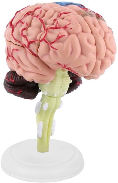 Allecto - Anatomisch Breinmodel - Menselijk Brein - Leerhulpmiddel - Kleurvol - Anatomie Model - Educatief - Geschikt voor Studenten - 3D Weergave