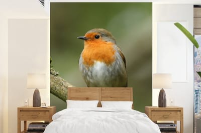 Behang - Fotobehang Vogel - Roodborstje - Tak - Planten - Breedte 175 cm x hoogte 240 cm