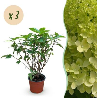 Plantenboetiek.nl | Hydrangea panniculata Limelight - Pluimhortensia - Winterhard - Lime Groen - 3 Planten - Ø12cm - 20-30cm hoog - Tuinplant