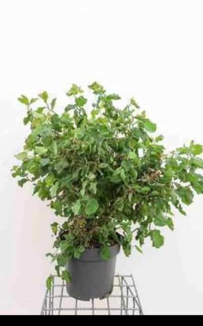 2 x Corylus av. 'Twister' - Schijnhazelaar 60- 80 cm in pot