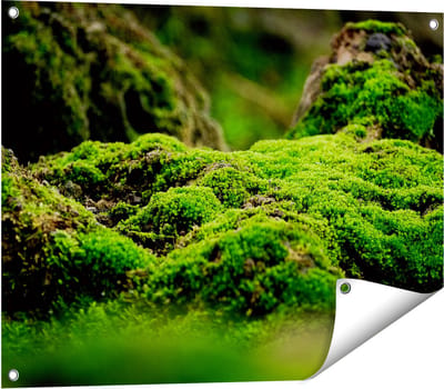 Gards Tuinposter Groen Mos - 80x60 cm - Tuindoek - Tuindecoratie - Wanddecoratie buiten - Tuinschilderij