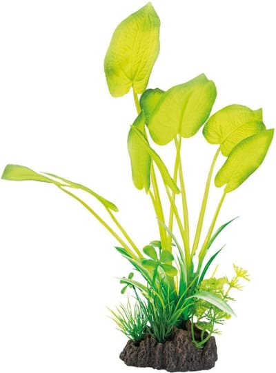 Superfish Art plant Echinodorus