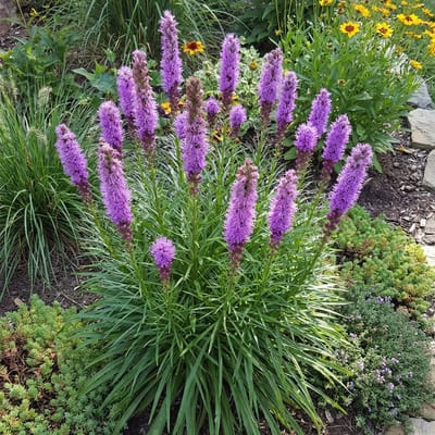 Bloomique - Set van 3 - Liatris Spicata 'Kobold' - Knopige Slangenwortel - Winterhard - Vaste plant - 10-20 cm hoog - Pot 9 cm