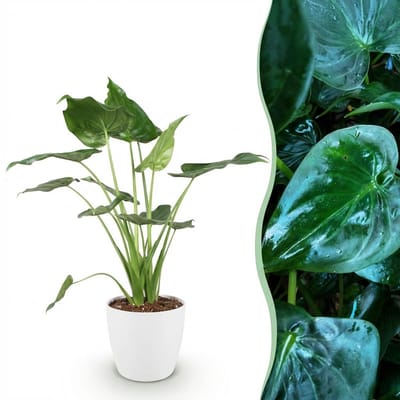 Plantenboetiek.nl | Alocasia Cucullata - Boeddha,s hand - Weinig onderhoud - Groen - met Potter Wit - Ø21cm - 65-70cm hoog - Kamerplant - Arrangement - Plant met pot