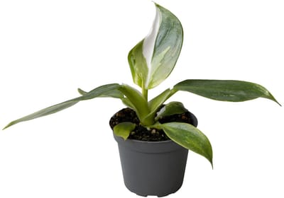 Philodendron White Wizard - Hoogte 16cm - Pot 6cm