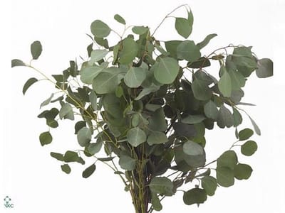 5x Sg eucalyptus populus blad 70cm