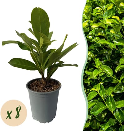 Green boutiQ - Haagplanten - Prunus laurocerasus Rotundifolia - blad groen - 8 planten - 1 strekkende meter - groenblijvend - pot 9cm hoogte 30-35cm