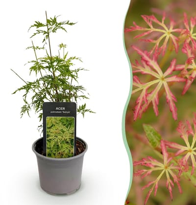 Green boutiQ - Tuinplant - Acer palmatum Seiryu - Groen 1 Plant - Bladverliezend - Weinig Onderhoud - Pot 12cm Hoogte 35cm