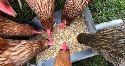 Scharrelgraan voor kippen 20 kg