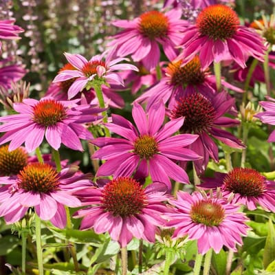 6 x Rode Zonnehoed Plant Powwow Wild Berry - Bloeiende Tuinplant - Echinacea purpurea 'Powwow Wild Berry' in 9x9 pot met hoogte 0-10cm