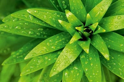 Fotobehang - Fresh Foliage 375x250cm - Vliesbehang