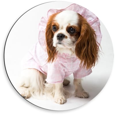 Dibond Wandcirkel - Klein Hondje met Roze Pakje aan  - 50x50cm Foto op Aluminium Wandcirkel (met ophangsysteem)
