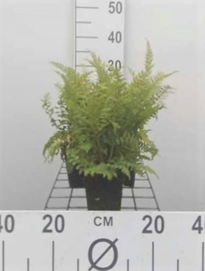 6x Zachte Naaldvaren 'Dahlem' , Zachte Schildvaren - Polystichum set. 'Dahlem' | 9x9 cm pot