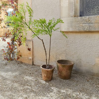 LOBERON Decoratieve potplant, 2e keuze Avenelle groen