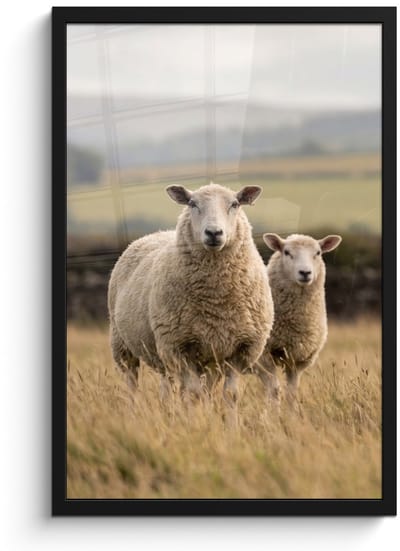 Poster in lijst - Fotolijst 40x60 cm - Posters - Schapen - Weidenlandschap - Heuvels - Posterlijst zwart - Decoratie - Wanddecoratie woonkamer - Muurdecoratie slaapkamer