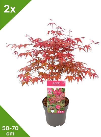 GARDENZO - 2x Acer palmatum 'Beni-maiko' - Japanse Esdoorn in 3 ltr pot 50/70 cm