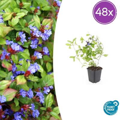 Tuinplantenshop.com | Ceratostigma plumbaginoides | 48 stuks - Ø9cm - 10-25cm hoog - Tuinplant