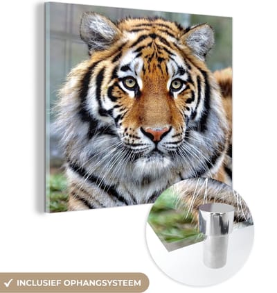 MuchoWow® Glasschilderij 50x50 cm - Schilderij acrylglas - Tijger - Jong - Dieren - Foto op glas - Schilderijen
