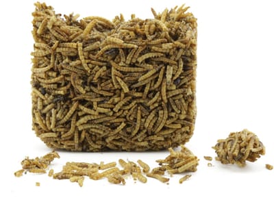 CJ Wildlife - 1x 90g Gedroogde Meelwormblok - Tuinvogelvoer - Rijk aan eiwit- Geschikt voor diverse vogelsoorten