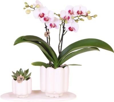 Kolibri Orchids | Giftset Retro White | Witte Gibraltar orchidee Ø9cm + groene plant Ø6cm – incl. sierpotten & wit dienblad – vers van de kweker