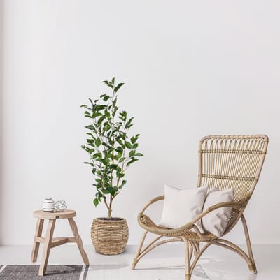 Ficus Exotica Kunstplant NT 100cm