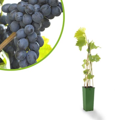 Blauwe Druif Regent – Zoete Tafel- en Wijndruif – Zelfbestuivend – Winterhard