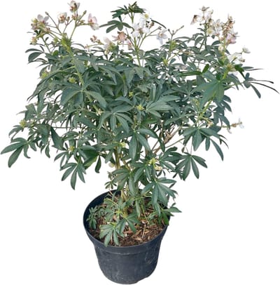 Choisya tern. 'Greenfingers'® - Mexicaanse Oranjebloesem 40- 60 cm in pot