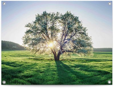 Tuinposter Boom in ochtenzon - 60 x 80 - Canvas - REINDERS