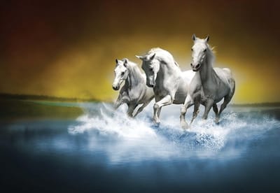 Fotobehang Horses  | XL - 208cm x 146cm | 130g/m2 Vlies