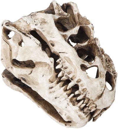 Dailygoods- Dinosaurus Schedel Decoratie - Hars Beeld - Halloween Decoratie - Griezelige Sculptuur - Fijn Afgewerkt - Perfect Cadeau - Decoratiebeeld