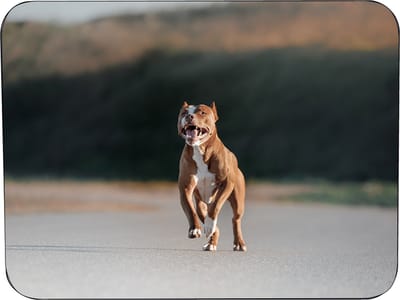 Pitbull Muismat Rubber - Hoge kwaliteit foto van een Pitbull - Muismat gedrukt op polyester - 25 x 19 cm - Antislip muismat - 5mm dik - Muismat met foto - heerlijk voor op kantoor