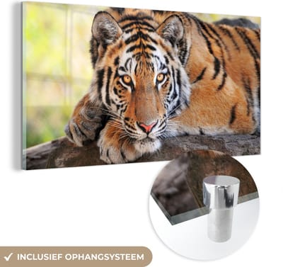 MuchoWow® Glasschilderij 40x20 cm - Schilderij acrylglas - Tijger - Pup - Boomstam - Foto op glas - Schilderijen