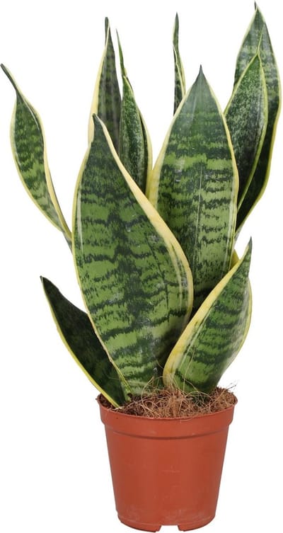 Plantenboetiek.nl | Sansevieria Trifasciata Futura Superba - Ø12cm - 30-40cm hoog - Kamerplant - Groenblijvend - Cactus & Vetplanten