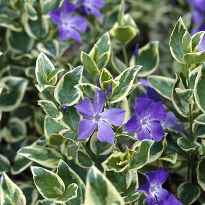 12 x Grote Bonte Maagdenpalm - Wintergroene Bodembedekker - Vinca major 'Variegata' in 9x9cm pot met hoogte 5-10cm
