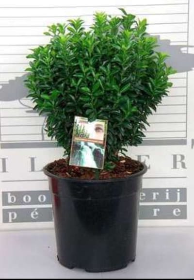 2 x Euonymus jap. 'Jean Hugues' - Japanse Kardinaalshoed 40- 60 cm in pot