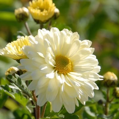 6x Chrysanthemum hybrida 'Poesie' Pot 9x9cm - Prachtige bloemen voor in uw tuin