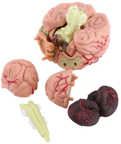 Dailygoods- Hersenmodel Anatomisch - Menselijk Brein - Medisch Trainingshulpmiddel - 1 Pc - Lichtgewicht Kunststof - Kleurrijk Ontwerp - Breinmodel
