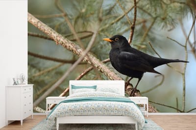 Behang - Fotobehang Vogel - Merel - Takken - Dieren - Breedte 525 cm x hoogte 350 cm