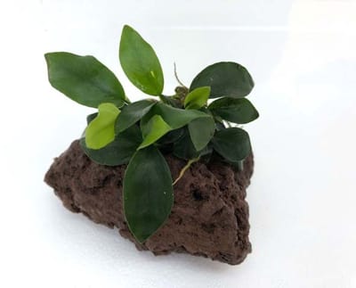 Moerings Lavasteen met anubias Waterplant