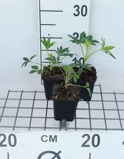 6x Stinkend nieskruid - Helleborus foetidus | 9x9 cm pot