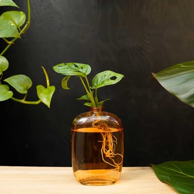 Santiago | Hydroponie | Muurdecoratie | Oranje glas |Monstera Adansonii