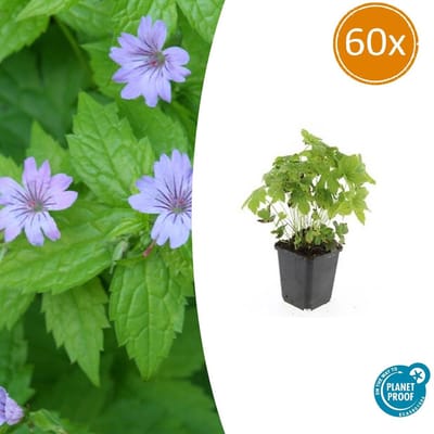 60 Stuks Ooievaarsbek, Lila Bloemen met donkere Aderen, Geranium Nodosum - 10-25cm - Ø9cm