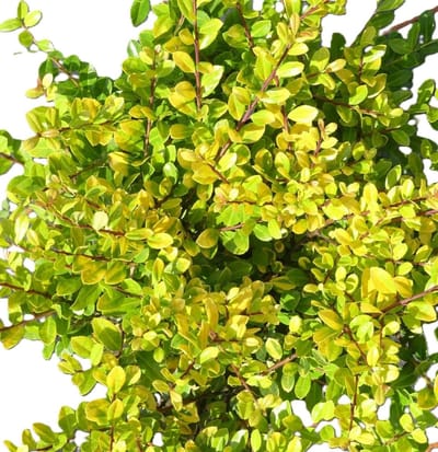 Japanse Hulst - Dwerg Hulst - Tuin Afbakening - Goudgele Bladeren - 40-50 cm - Groen