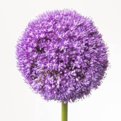 10x Allium ambassador 80cm