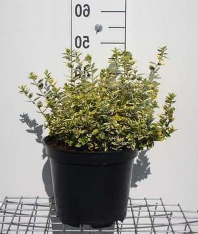 Kardinaalsmuts Struik - Bontgekleurde Heg - Tuin Decoratie - Bladhoudend en Winterhard - 40-50 cm - Groen Geel