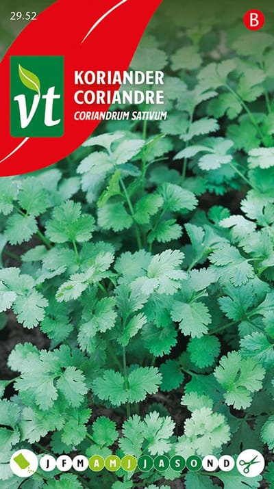 Koriander Coriandrum Sativum Zaden - Ideaal voor Potten, Bloembakken en Volle Grond
