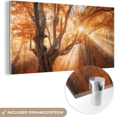 MuchoWow® Glasschilderij 40x20 cm - Schilderij acrylglas - Boom - Natuur - Herfst - Foto op glas - Schilderijen