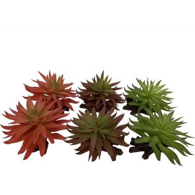 Terra Della - Terrariumplant - Reptielen - Sedum 13x12,5x10cm Gemengde Kleuren - 1st